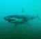 Peliculas de miedo 2011 Tiburon 3D La presa